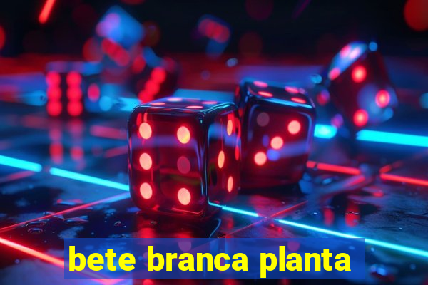 bete branca planta